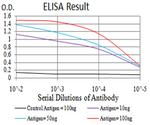 IGHA1 Antibody in ELISA (ELISA)