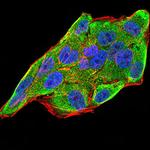 IL-28A Antibody in Immunocytochemistry (ICC/IF)