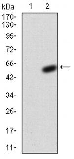 KV4.2 (KCND2) Antibody in Western Blot (WB)