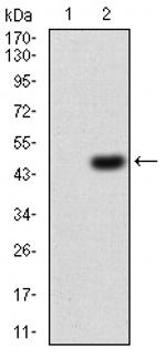 KV4.2 (KCND2) Antibody in Western Blot (WB)