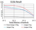 KLF6 Antibody in ELISA (ELISA)