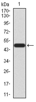 KLF6 Antibody in Western Blot (WB)