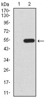 KLF6 Antibody in Western Blot (WB)