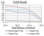 KPNA2 Antibody in ELISA (ELISA)