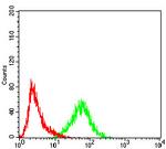 KPNA2 Antibody in Flow Cytometry (Flow)