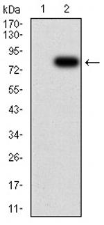 KPNA2 Antibody in Western Blot (WB)