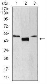 LEF1 Antibody in Western Blot (WB)