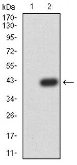 LEF1 Antibody in Western Blot (WB)