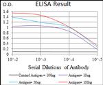 MRPL42 Antibody in ELISA (ELISA)