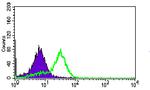 MRPL42 Antibody in Flow Cytometry (Flow)