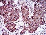 MRPL42 Antibody in Immunohistochemistry (Paraffin) (IHC (P))