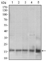 MRPL42 Antibody in Western Blot (WB)