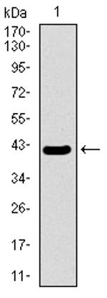 MRPL42 Antibody in Western Blot (WB)