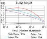 Myostatin Antibody in ELISA (ELISA)