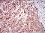 Myostatin Antibody in Immunohistochemistry (Paraffin) (IHC (P))