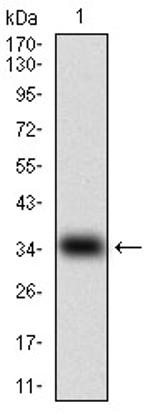 Myostatin Antibody in Western Blot (WB)