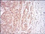 Myostatin Antibody in Immunohistochemistry (Paraffin) (IHC (P))