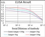 MURF1 Antibody in ELISA (ELISA)