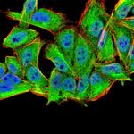 MURF1 Antibody in Immunocytochemistry (ICC/IF)