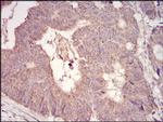 MURF1 Antibody in Immunohistochemistry (Paraffin) (IHC (P))