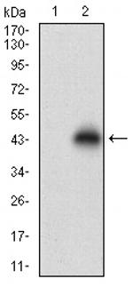 NPC1 Antibody in Western Blot (WB)