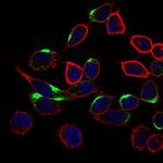 NRCAM Antibody in Immunocytochemistry (ICC/IF)