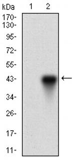 ONECUT3 Antibody in Western Blot (WB)