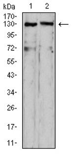 OTUD4 Antibody in Western Blot (WB)