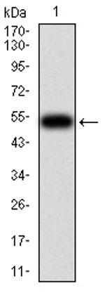 OTUD4 Antibody in Western Blot (WB)