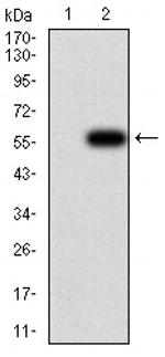 OTUD4 Antibody in Western Blot (WB)