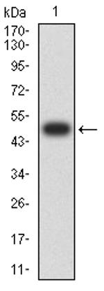 P2X7 Antibody in Western Blot (WB)