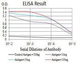 P2Y1 Antibody in ELISA (ELISA)