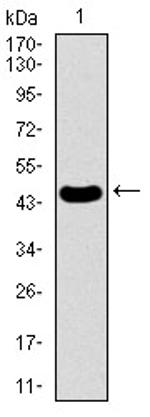 PDE1B Antibody in Western Blot (WB)