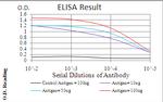 PDPK1 Antibody in ELISA (ELISA)