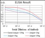 PHC1 Antibody in ELISA (ELISA)