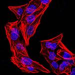 Phospho-NLRC4 (Ser533) Antibody in Immunocytochemistry (ICC/IF)