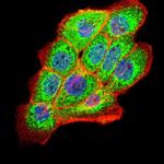 PKHD1 Antibody in Immunocytochemistry (ICC/IF)