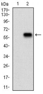 PKN1 Antibody in Western Blot (WB)