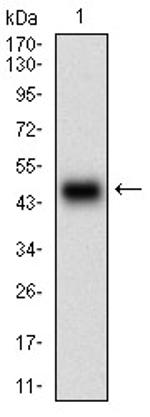 PLA2G12A Antibody in Western Blot (WB)