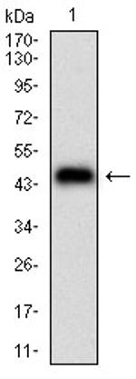 PLA2G12A Antibody in Western Blot (WB)