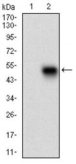 PLA2G12A Antibody in Western Blot (WB)