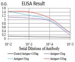 PLD2 Antibody in ELISA (ELISA)