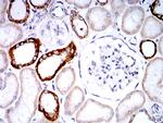 PLD2 Antibody in Immunohistochemistry (Paraffin) (IHC (P))