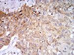 PLD2 Antibody in Immunohistochemistry (Paraffin) (IHC (P))