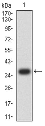 PLD2 Antibody in Western Blot (WB)