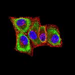 Plexin-A1 Antibody in Immunocytochemistry (ICC/IF)