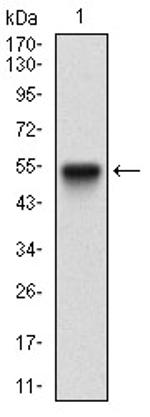 PPARGC1B Antibody in Western Blot (WB)