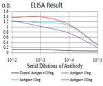 PRDM5 Antibody in ELISA (ELISA)