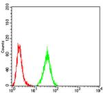 PRDM5 Antibody in Flow Cytometry (Flow)