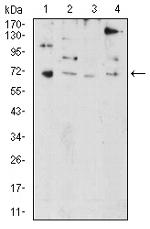 PRDM5 Antibody in Western Blot (WB)